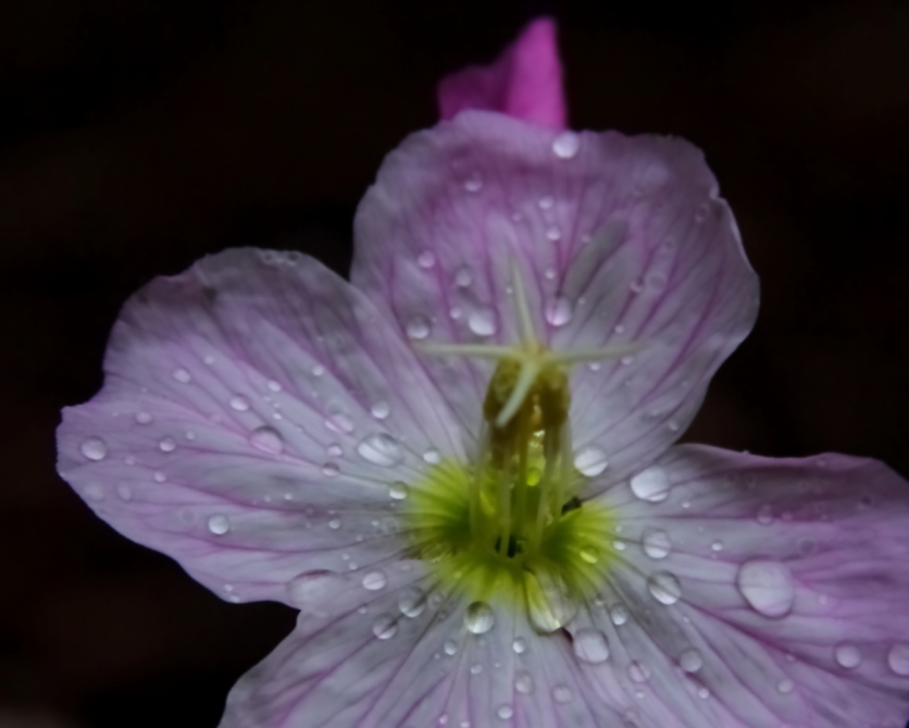 2011 05 15 IMG 31570e